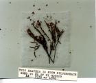 thumbs/1939-40_heather_JS_garden_[sent-to_NY].png.jpg